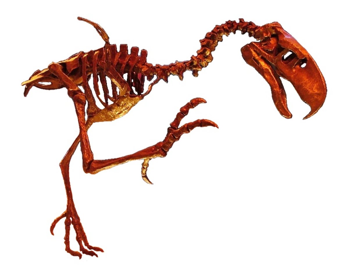 Así es el esqueleto de un 'ave del terror' | Wikimedia Commons