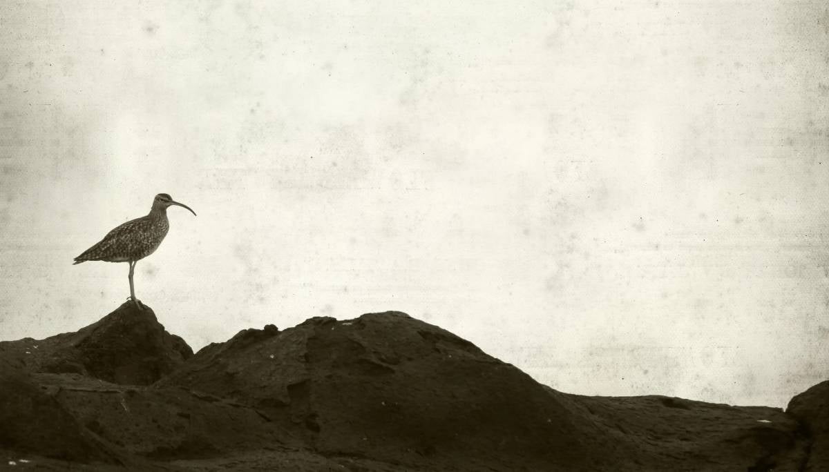 Imatge d'arxiu d'un Polit becfí | RSPB