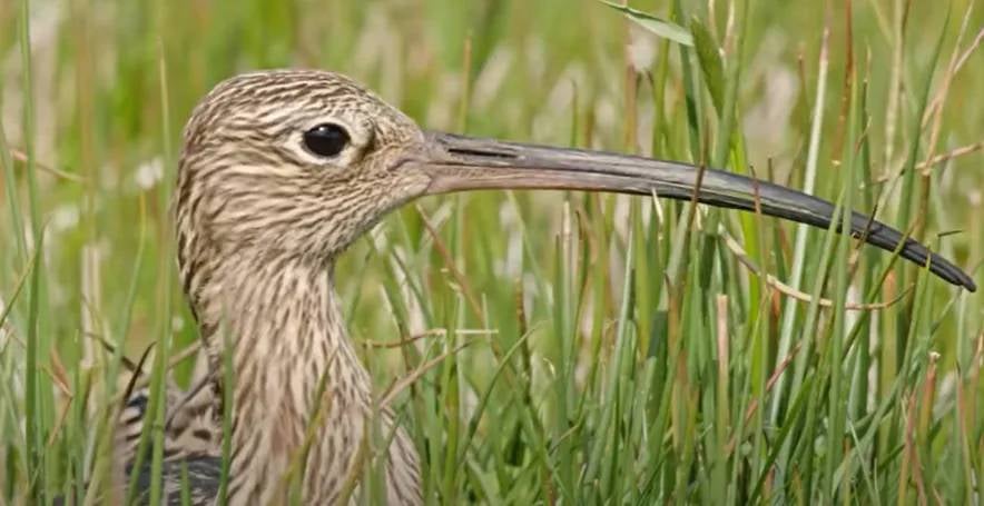 Imatge d'arxiu d'un Polit becfí | RSPB