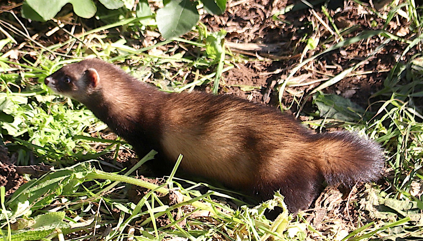 Un ejemplar de turón europeo en un campo del Baix Ter después que el Departamento de Territorio lo liberara | Aleix Freixas (ACN)