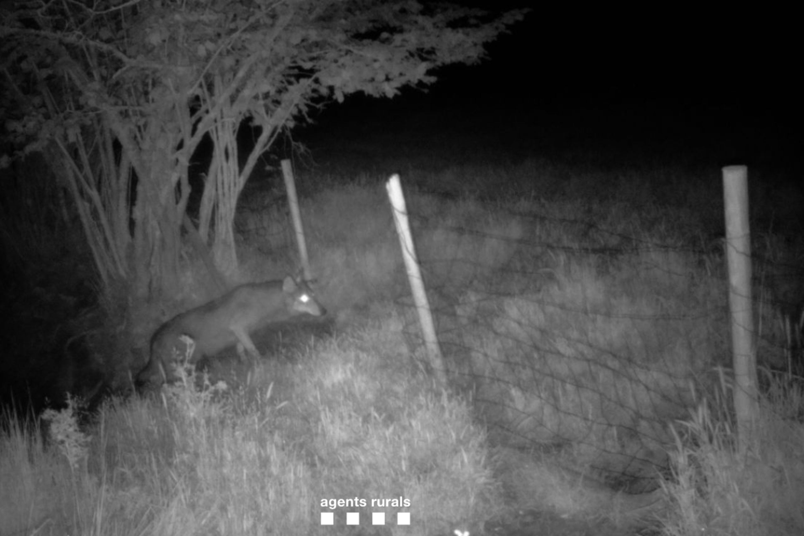 Un llop detectat a Rupit amb càmera de visió nocturna / ACN / Agents Rurals 