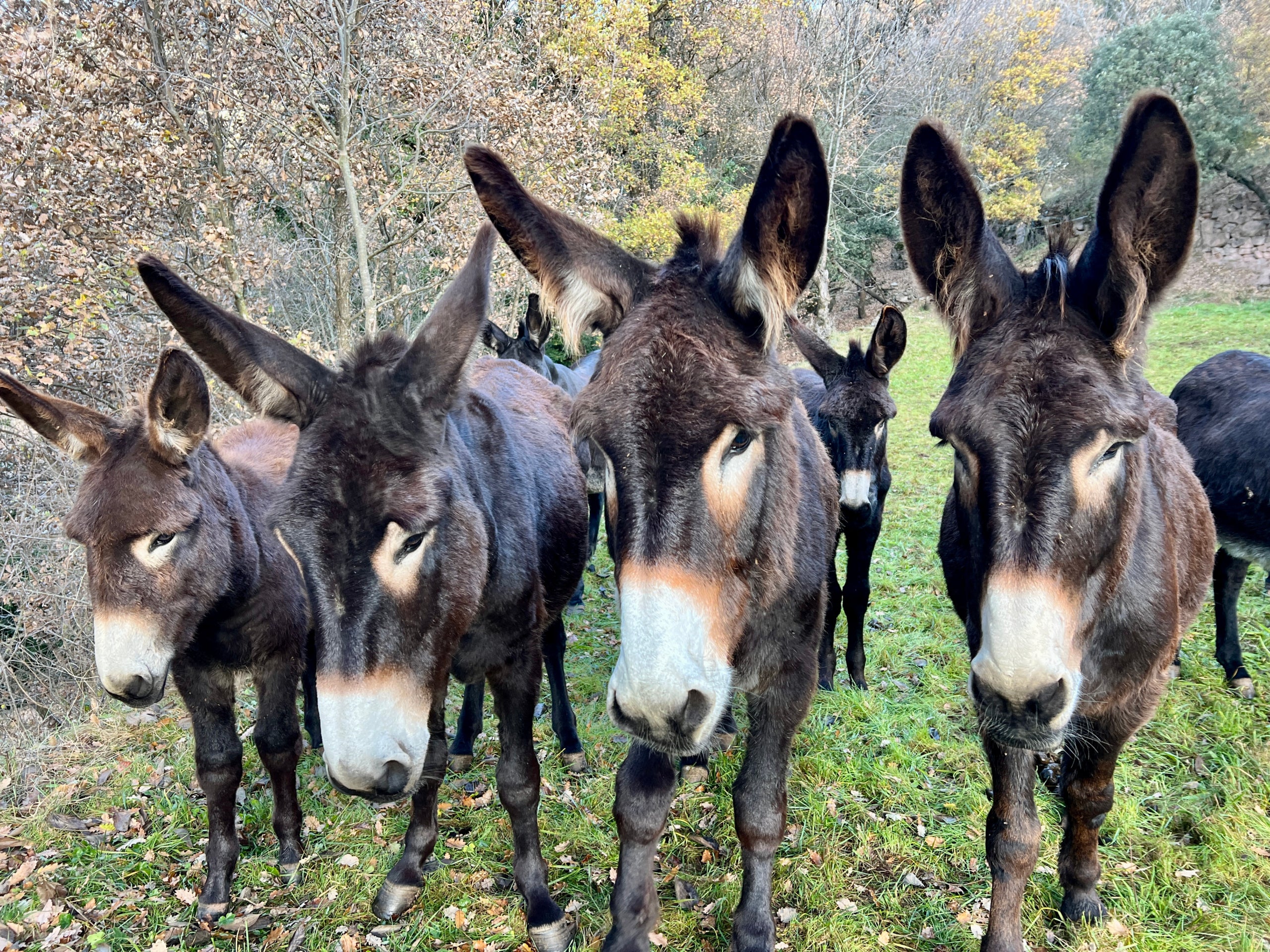 Rucs de la Microreserva de ruc català de Soriguera | Marta Lluvich (ACN)