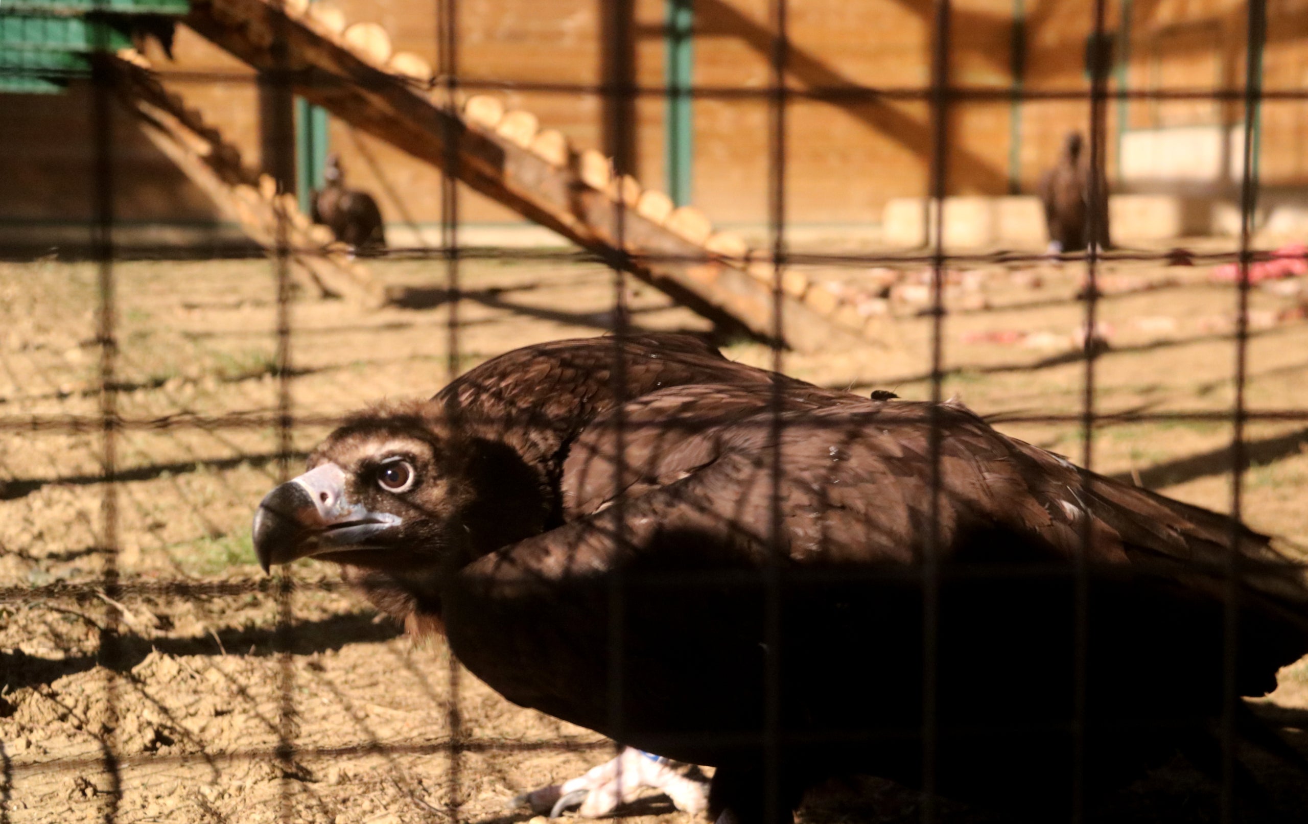Ejemplar de buitre negro con otros animales al fondo dentro de la jaula de aclimatación para reintroducirlos del parque natural de los Puertos / Anna Ferràs (ACN)