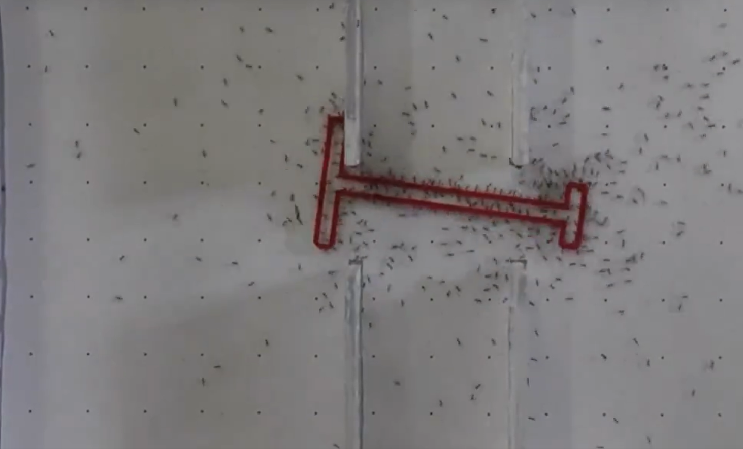 Las hormigas durante el experimento |
Weizmann Institute of Science
