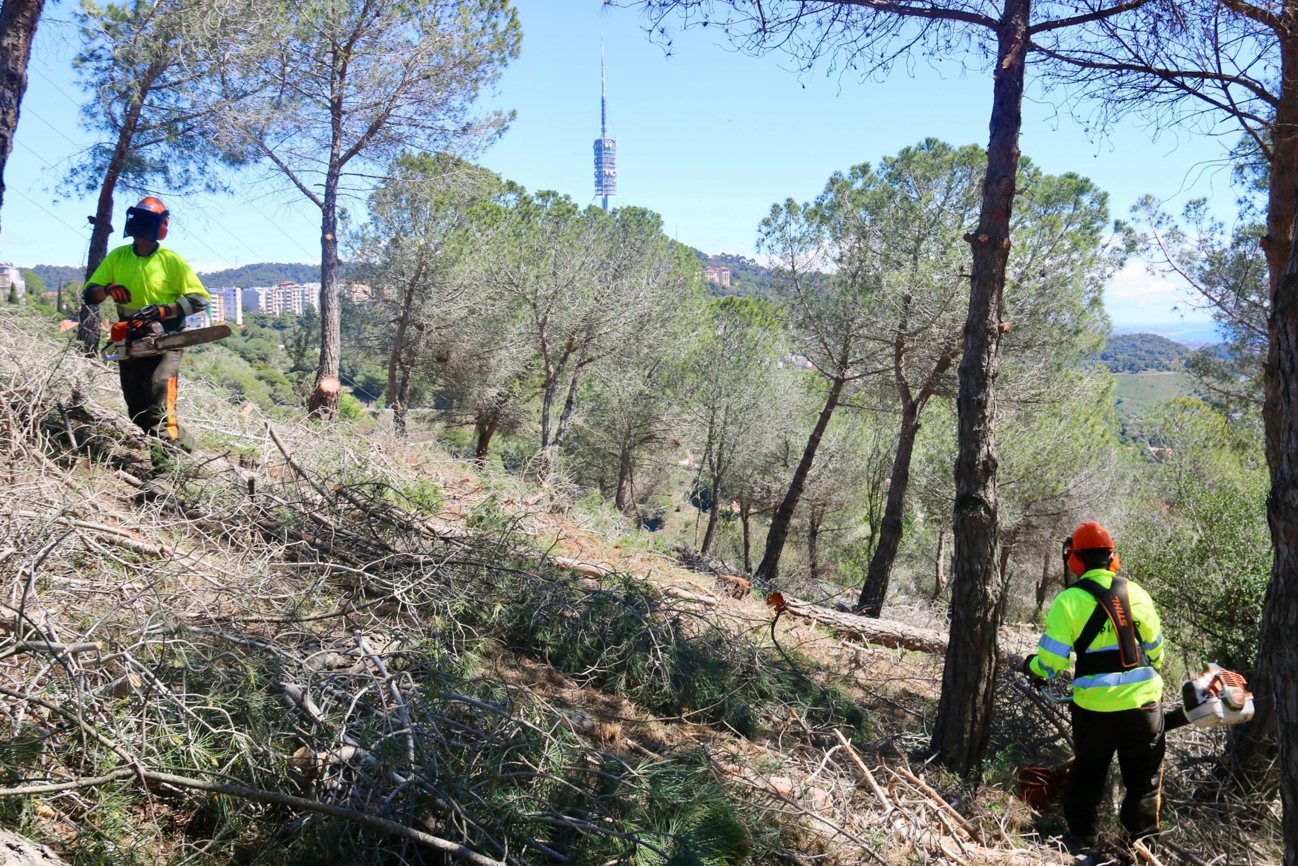 Operaris treballant en el desbrossament de vegetació amb la Torre de Collserola de fons. | Albert Segura (ACN)