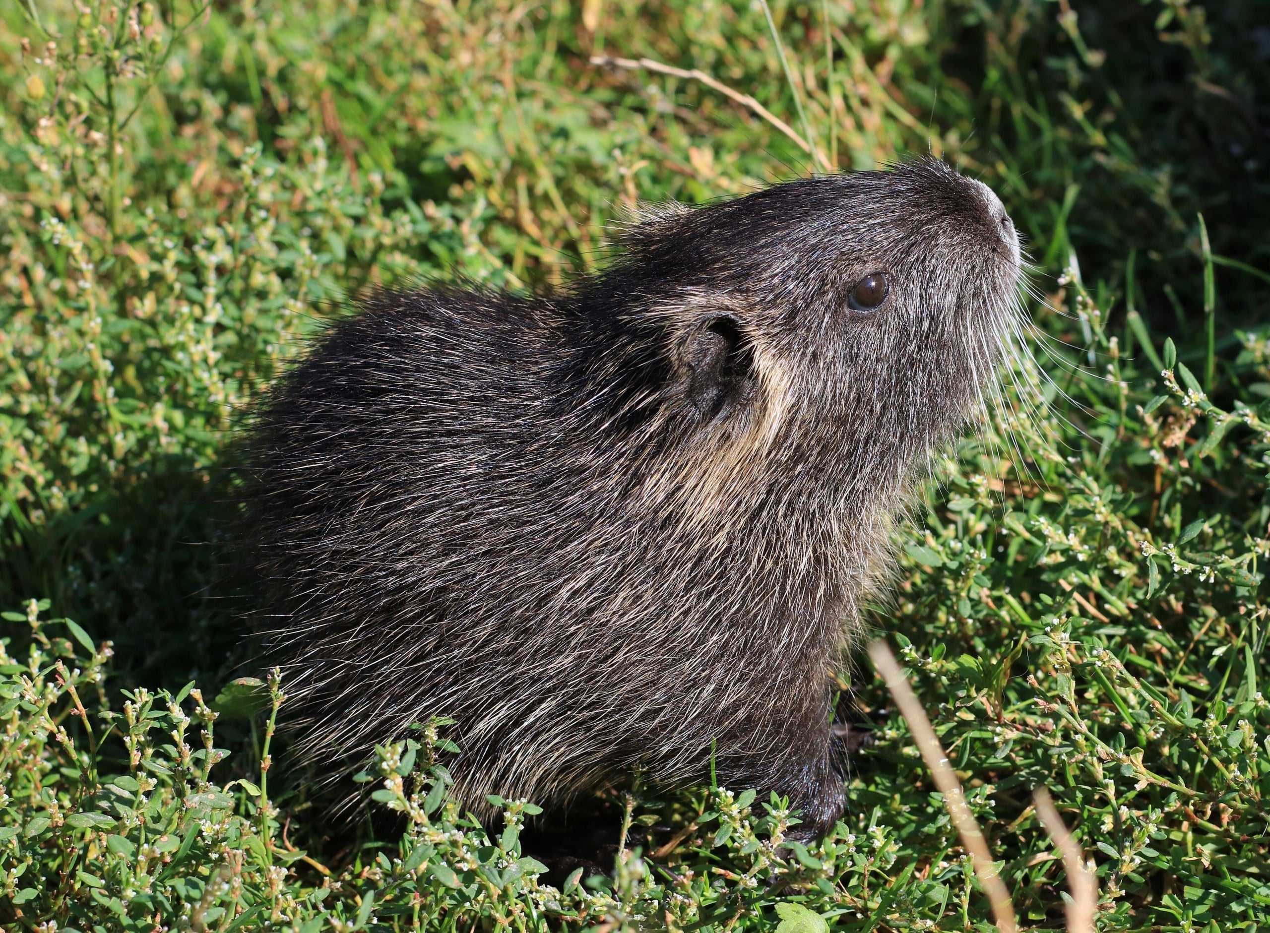 Un ejemplar de Coipú | Wikimedia Commons