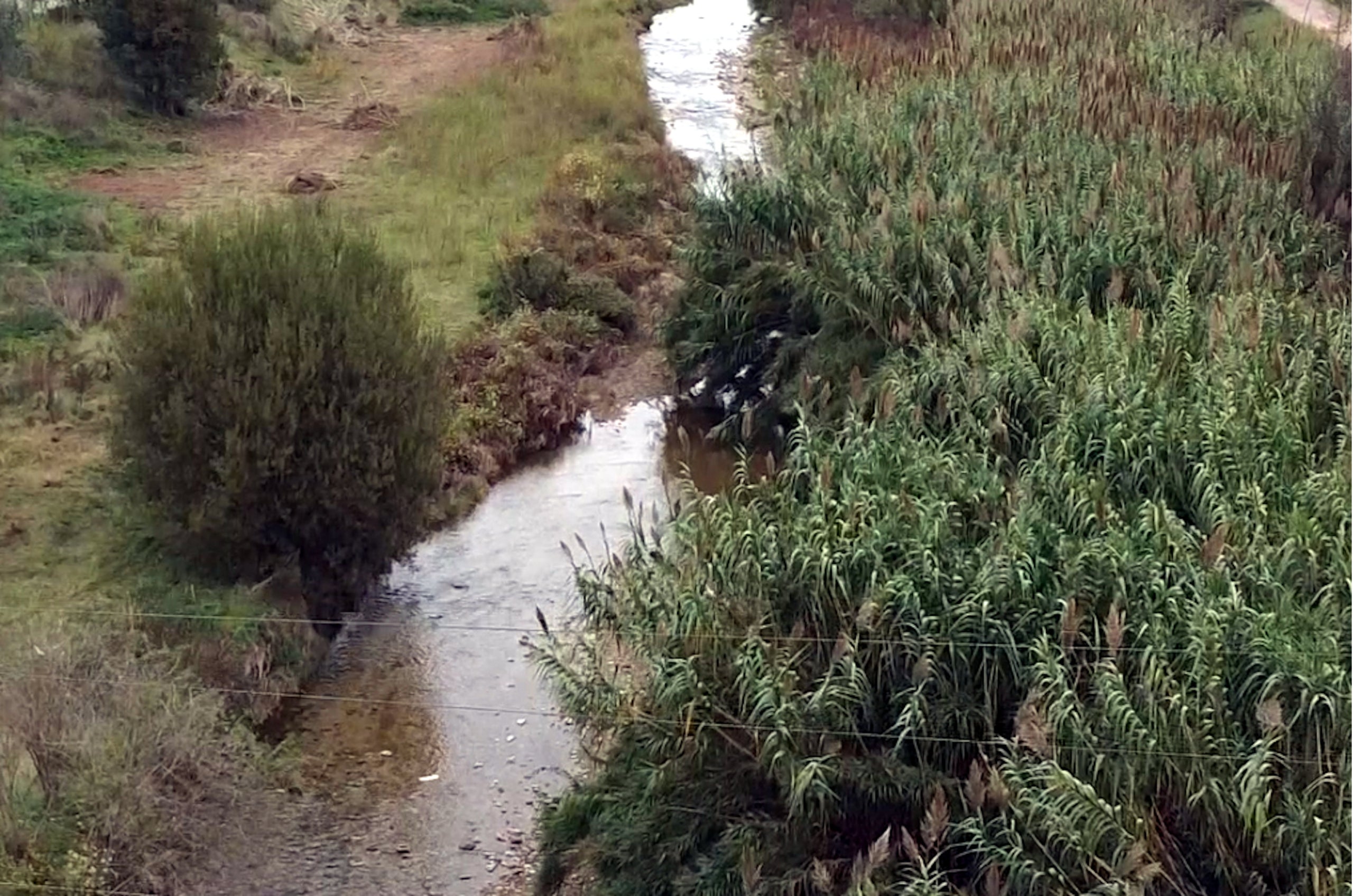 Presència de canya al marge dret d'un tram fluvial. | ACA