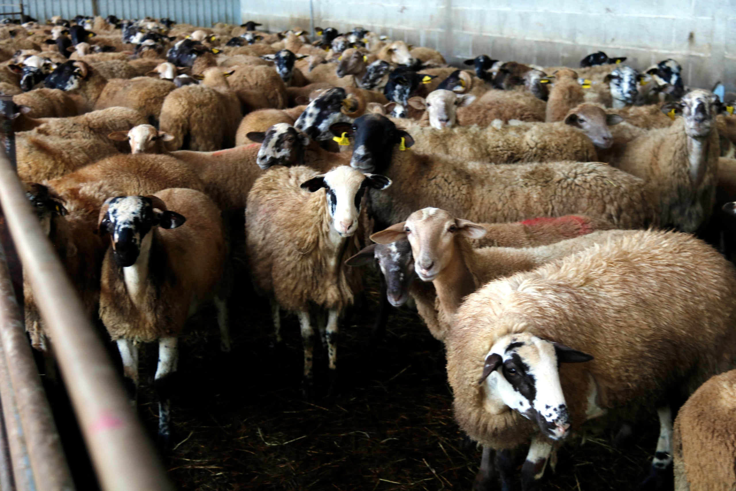 Un ramat tancat al corral per protegir-lo del llop | Lourdes Casademont (ACN)