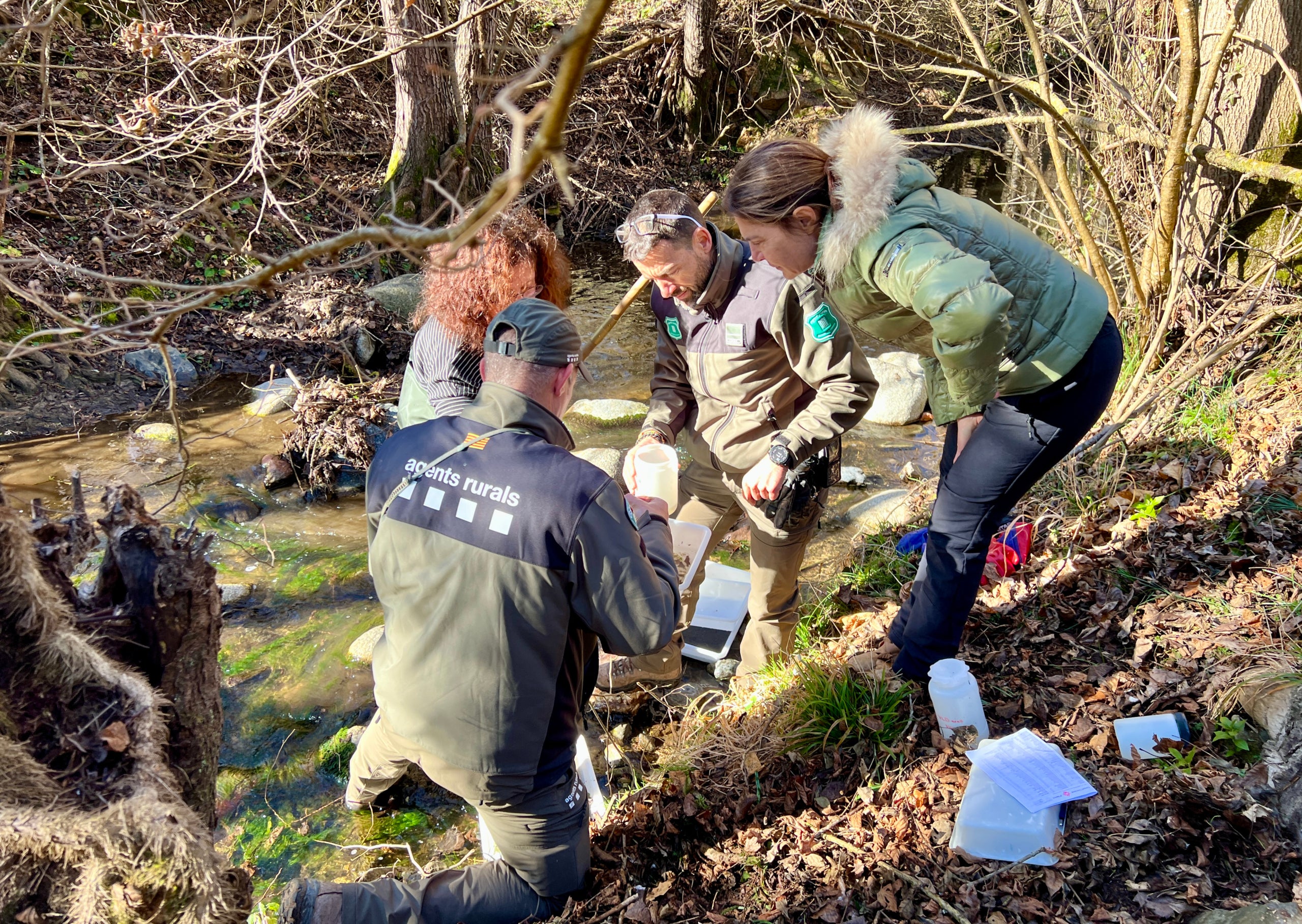Els Agents Rurals recollint mostres a la riera Major de Viladrau durant l'estudi de macroinvertebrats | Laura Busquets (ACN)