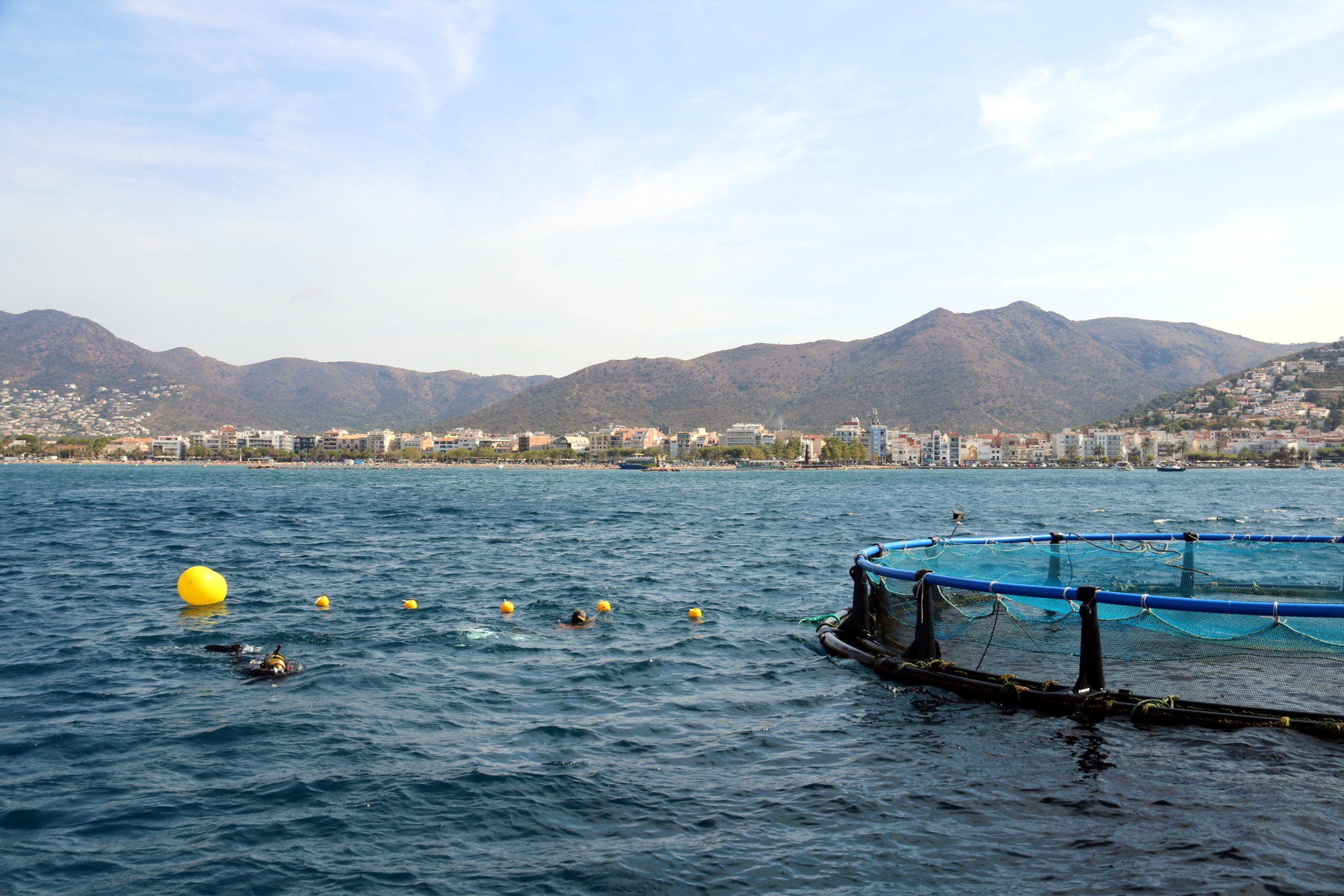 Buceadores colocando las cuerdas para cultivar lechuga de mar en la bahía de Roses | Marina López (ACN)