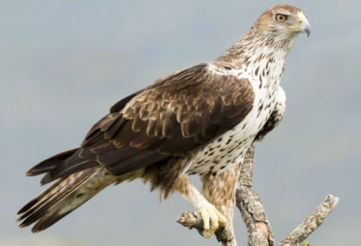 Un ejemplar de águila perdicera | SEO Birdlife