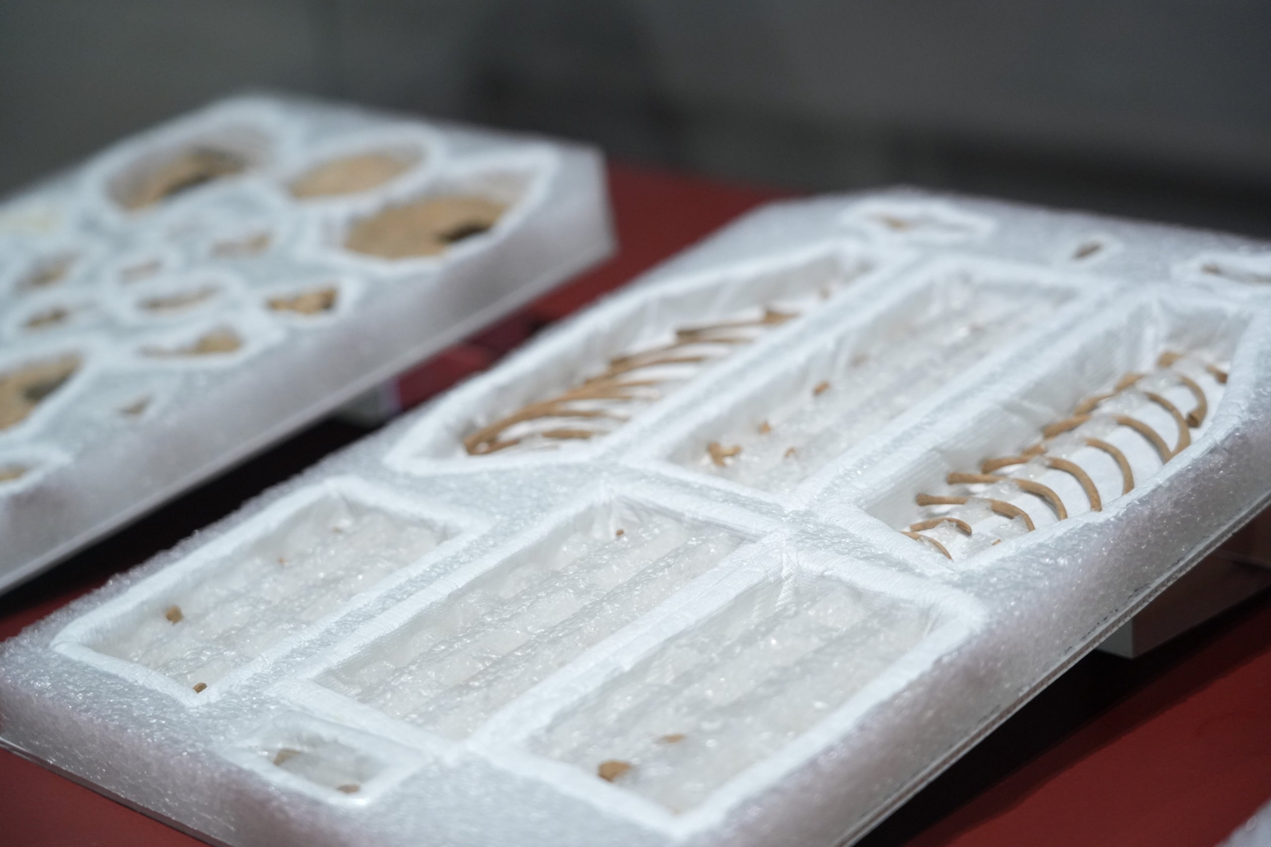 Restes dels enterraments de nadons ibers d’Ullastret al Museu d'Arqueologia de Catalunya | Guillem Roset (ACN)