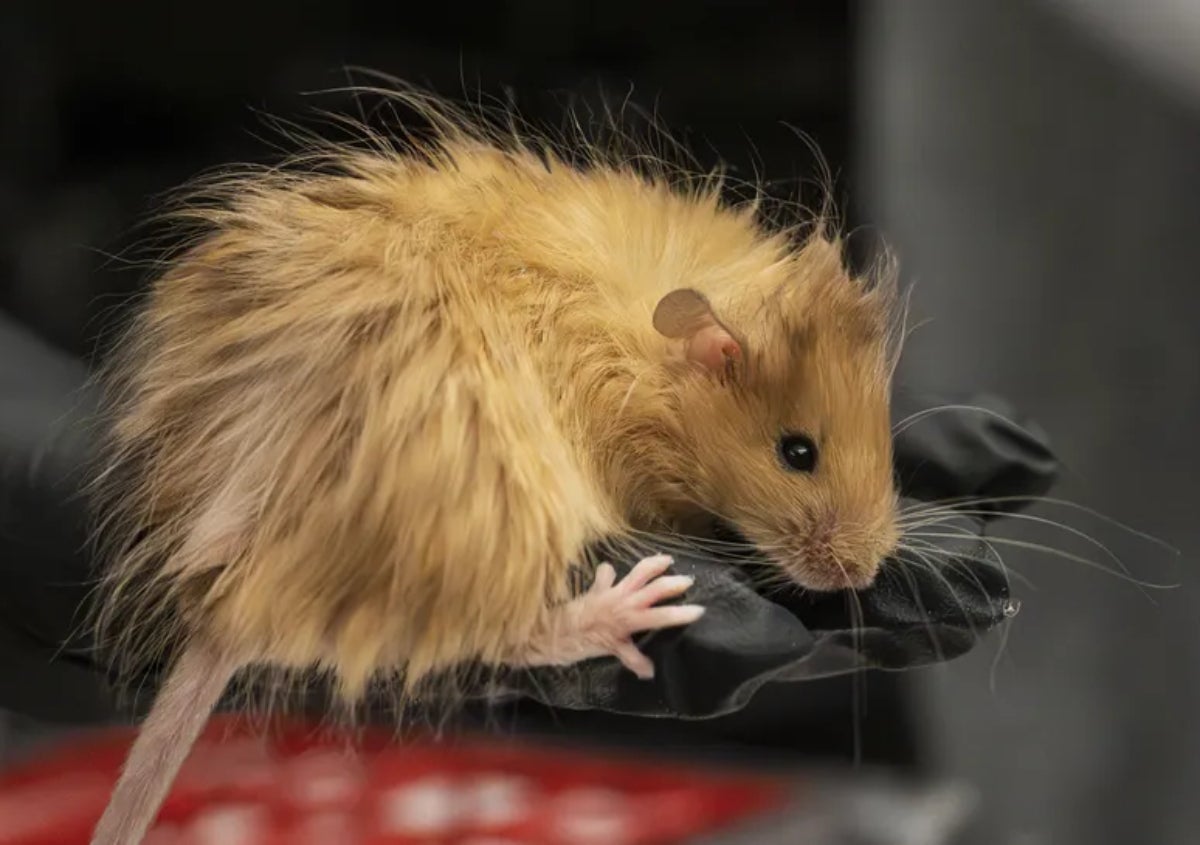 Un ratolí llanut | Colossal Bioscience