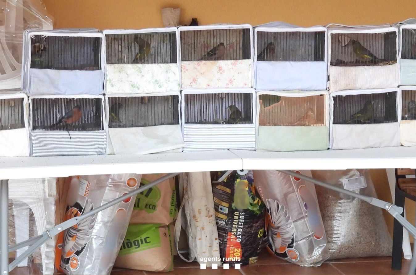 Algunas de las aves enjauladas de la actuación de Agentes Rurales en Orís | Generalitat
