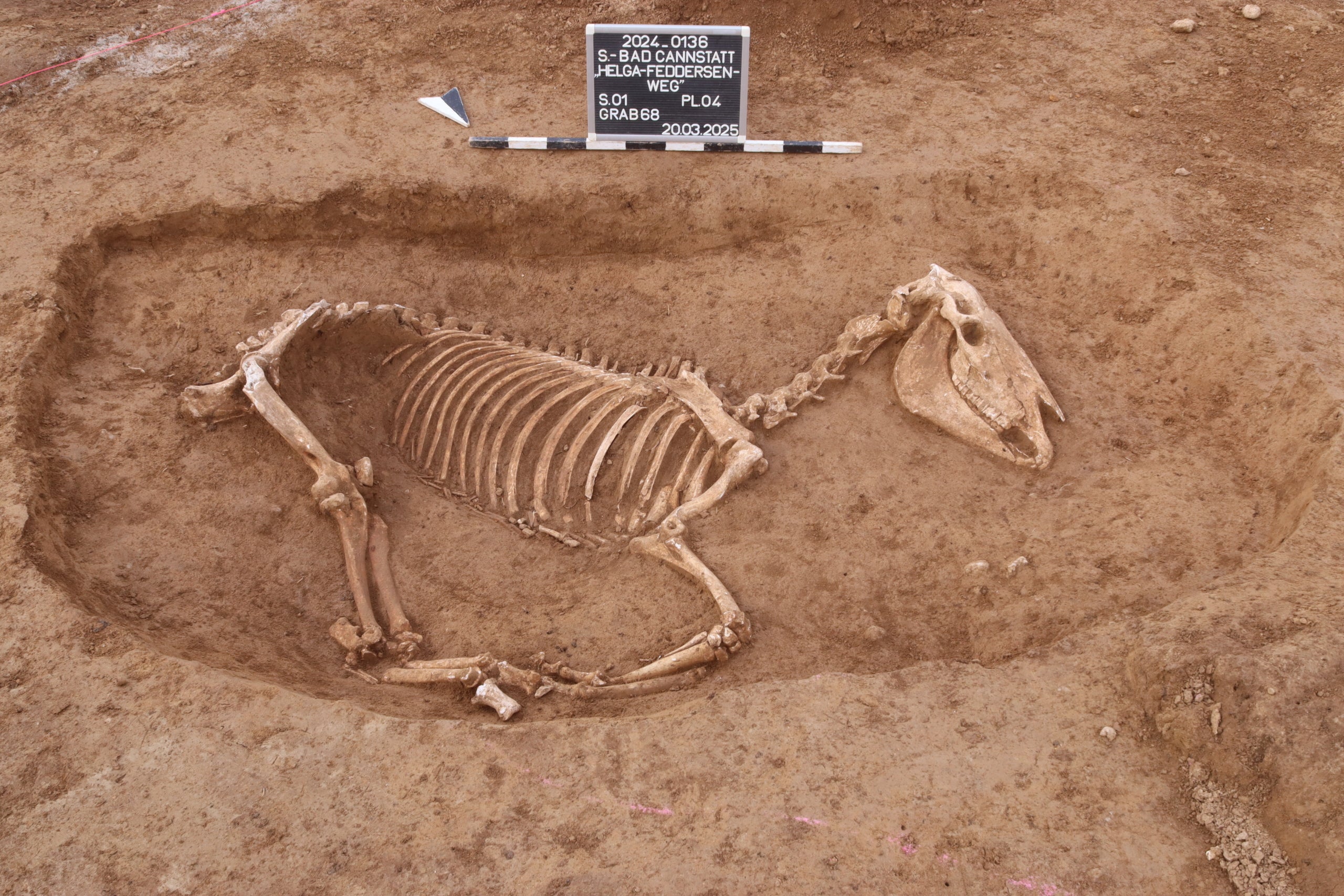 Un dels cavalls trobats a la fossa comuna | Oficina Estatal per a la Preservació de Monuments Stuttgart/ArchaeoBW