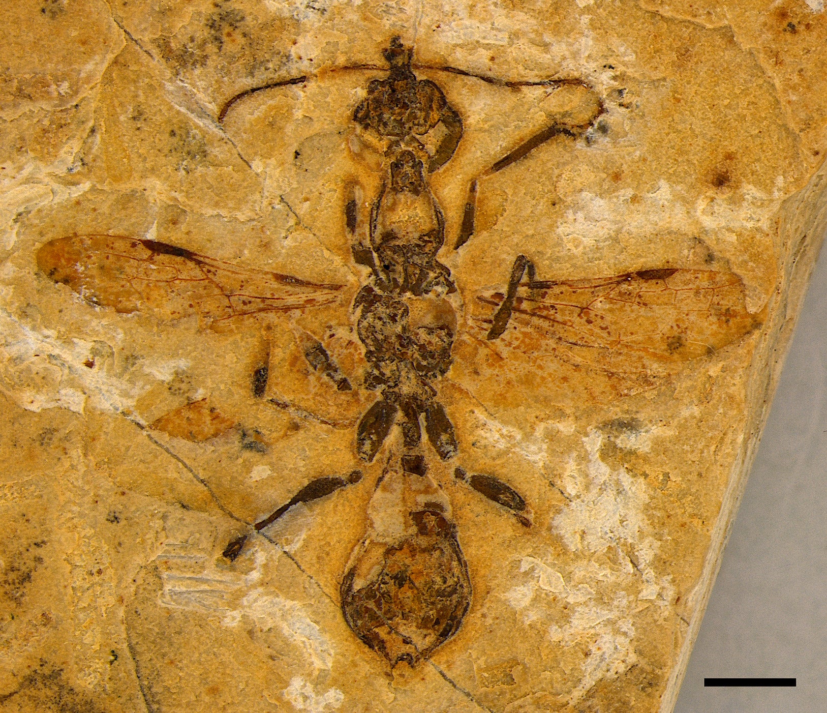 Imagen de la hormiga más antigua del mundo | Anderson Lepco | Current Biology