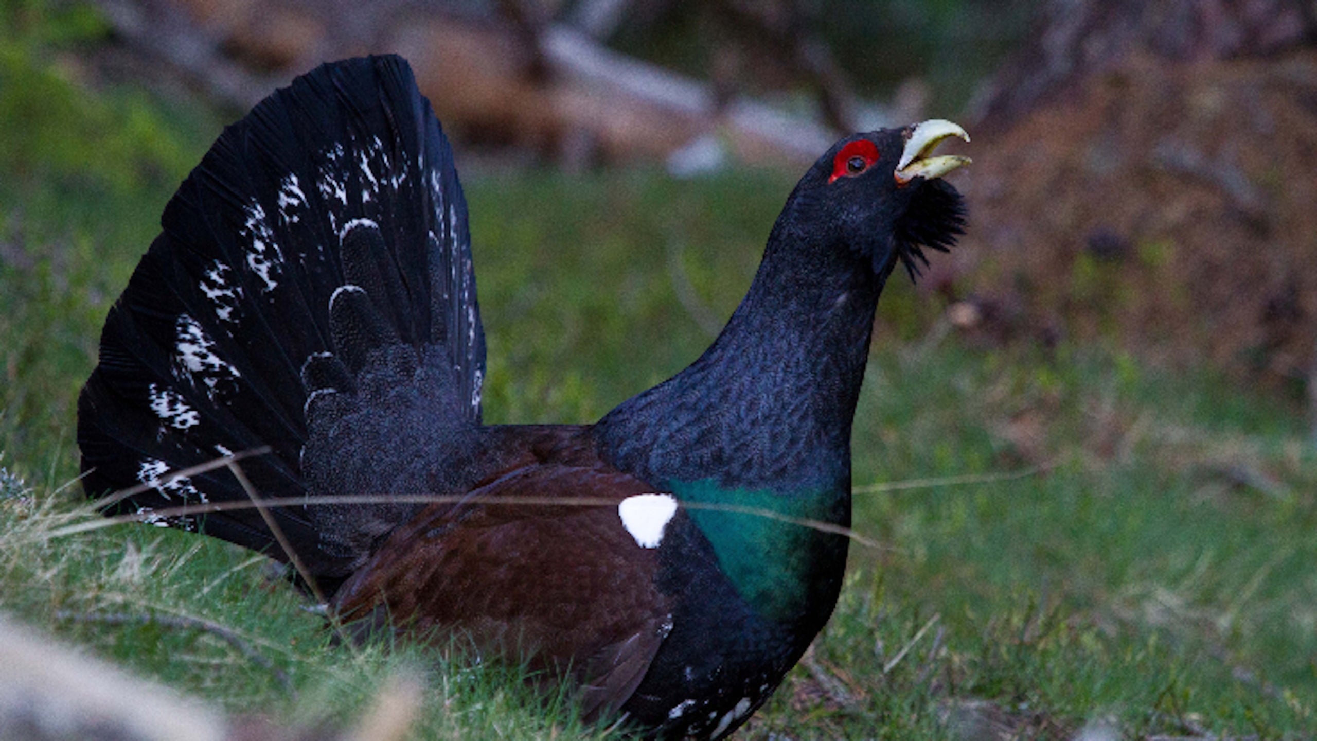Un exemplar de gall fer | Toni Batet / Departament de Transició Ecològica