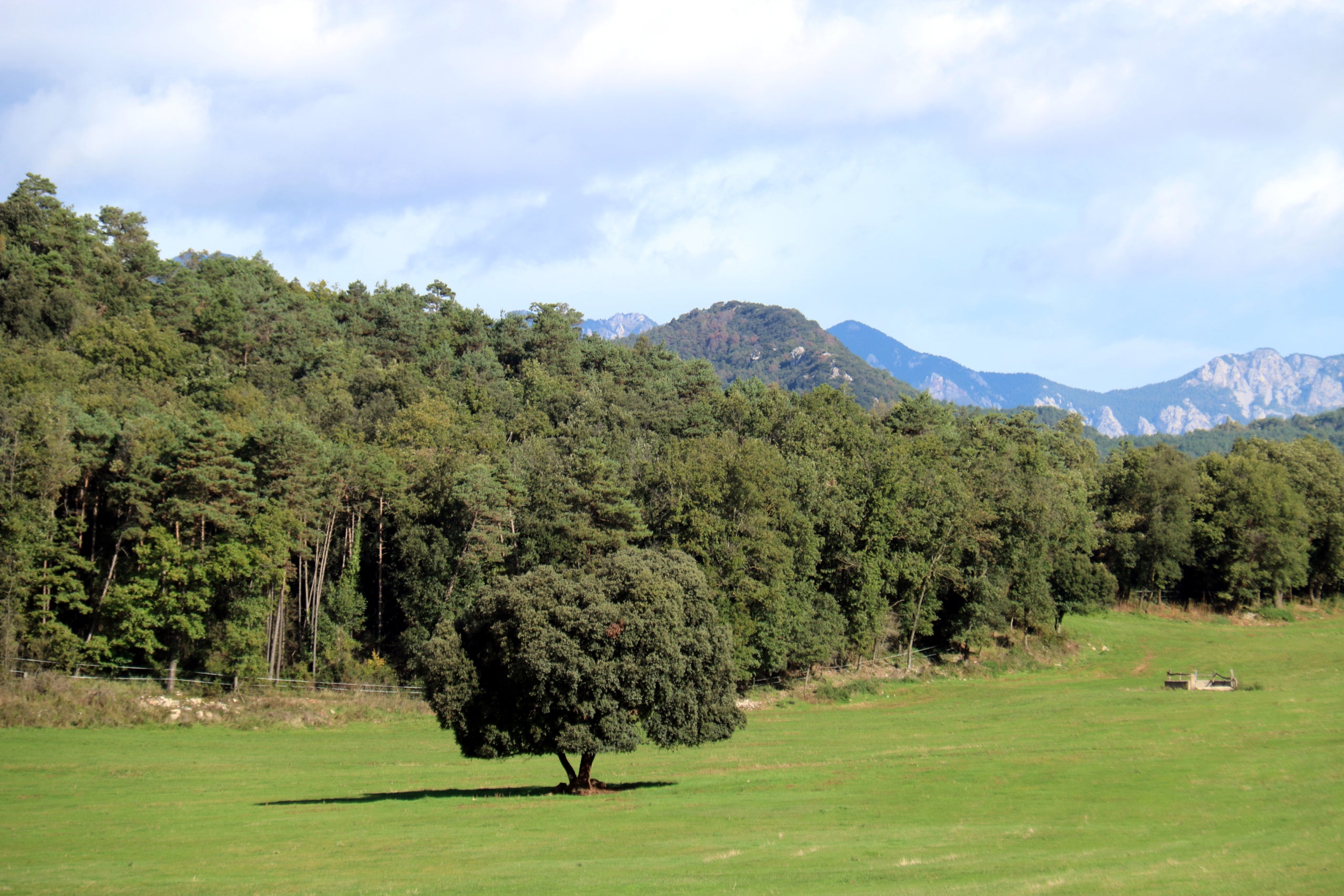 Imatge d'arxiu d'un bosc de La Nou de Berguedà | Nia Escolà (ACN)