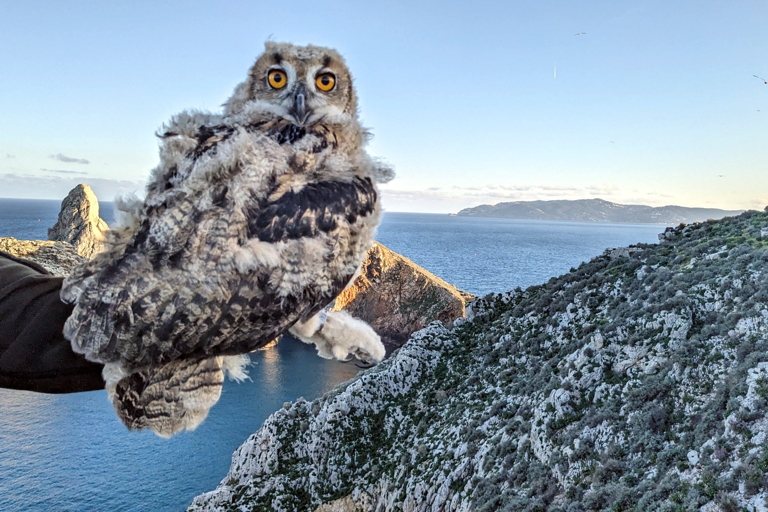 Un dels exemplars de duc nascut a les illes Medes | Cedida per Albert Burgas / Departament de Territori, Habitatge i Transició Ecològica