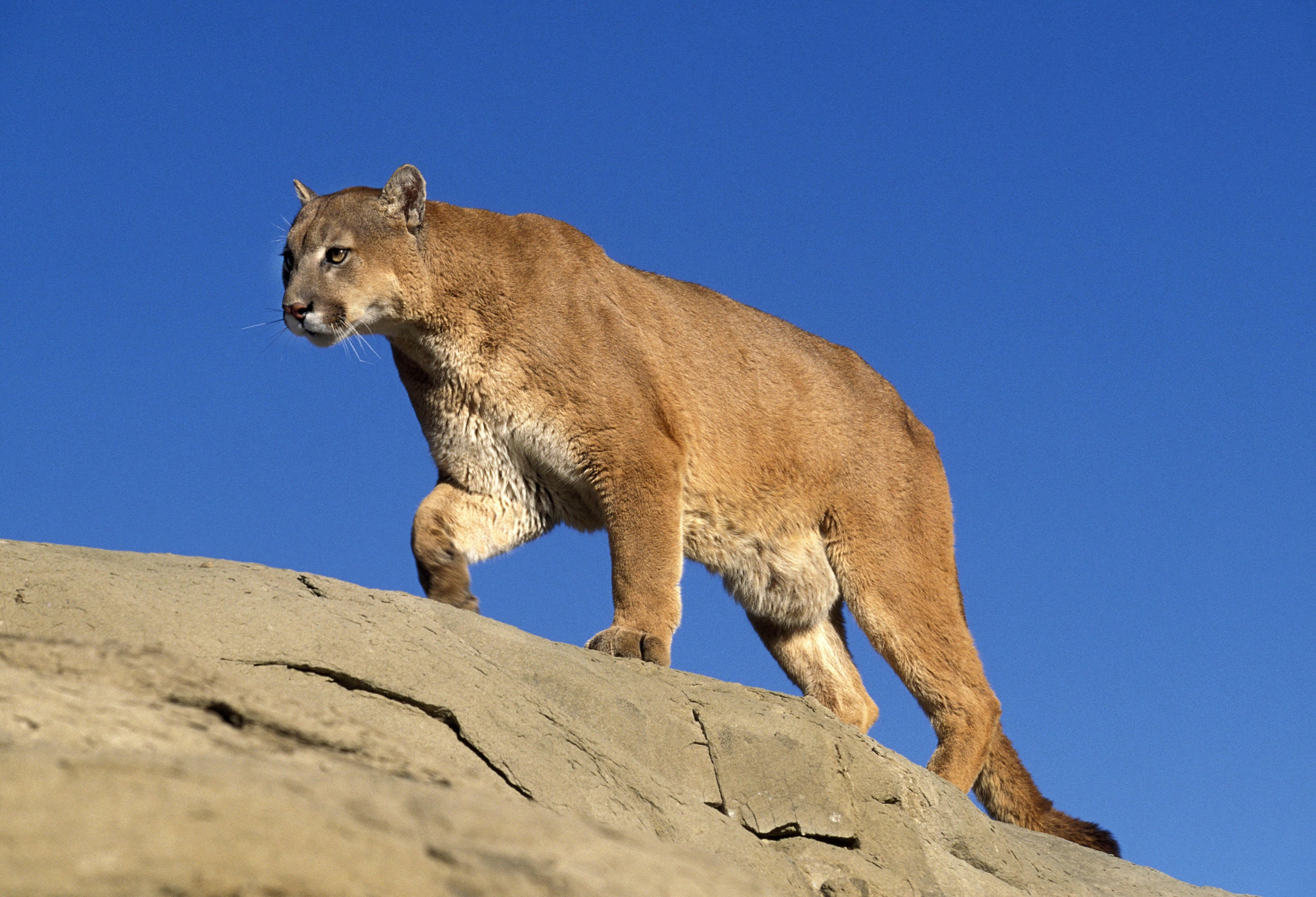 Imatge d'arxiu d'un puma | Europa Press / Contacto / Gerard Lacz