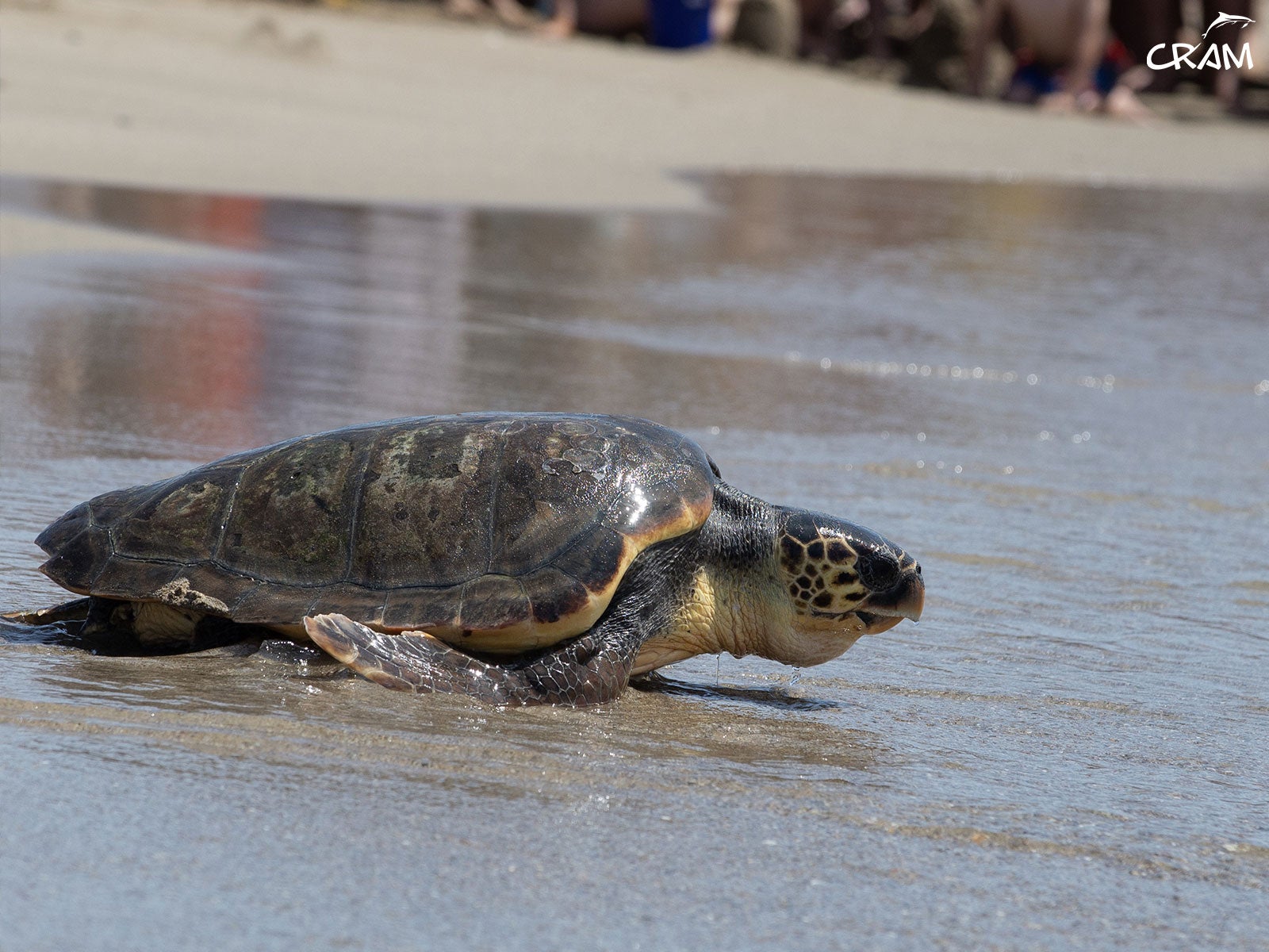 Una tortuga marina recuperada, a punt d'endinsar-se al mar a la platja del Prat de Llobregat / ACN