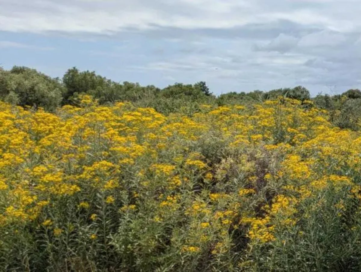 Senecios en una imagen de archivo | CREAF