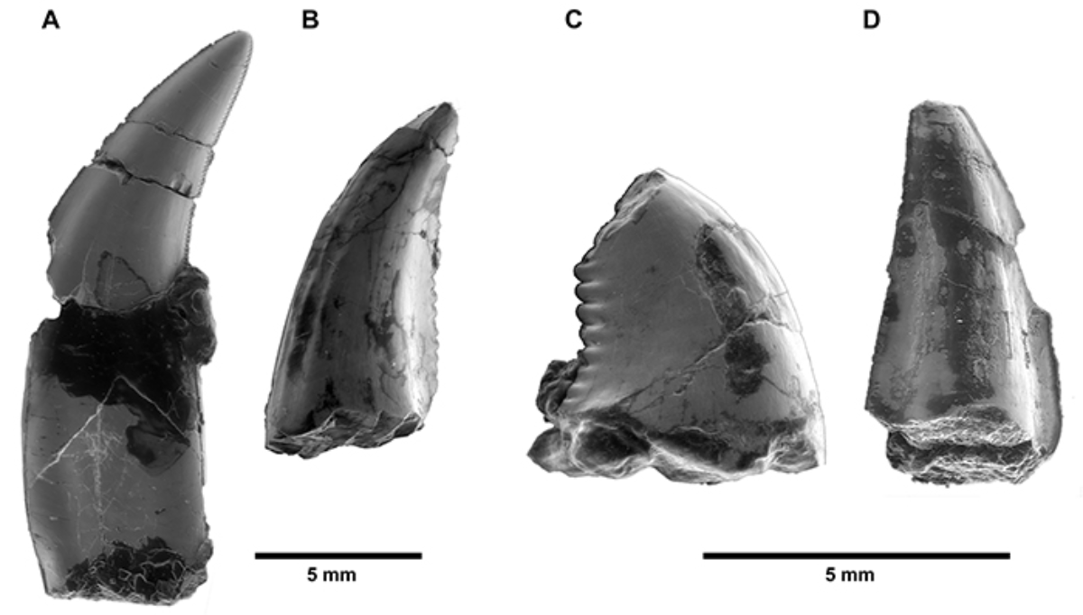 Dents de Molí del Baró-1 estudiades en aquest article. A, Velociraptorí; B, Dromeosaurí; C, Troodòntid; D, Dromeosàurid, possible microraptorí. Fotografies fetes mitjançant microscòpia electrònica.Totes les dents estan en vista lingual. Les dues escales de 5mm reflecteixen les diferències de mida que hi ha entre algunes de les dents, tot i que pertanyin a espècies relativament petites. | Oscar Castillo (Institut Català de Paleontologia)