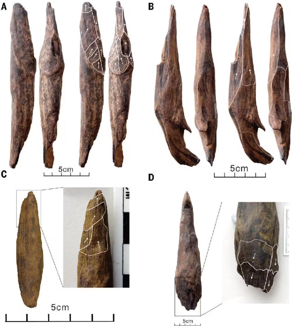 Los restos de herramientas de madera encontradas en China | Universidad de Wollongong