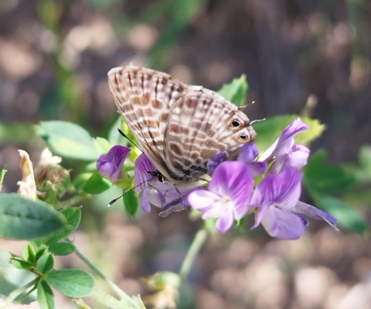 Un exemplar de leptotes pirithous | AMB