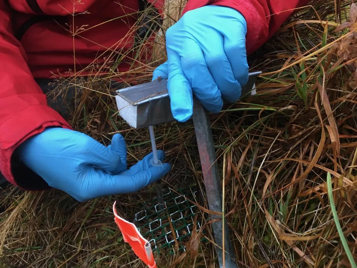 Imagen de las investigaciones en la pradera subártica del suroeste de Islandia | Sara Marañón (CREAF)