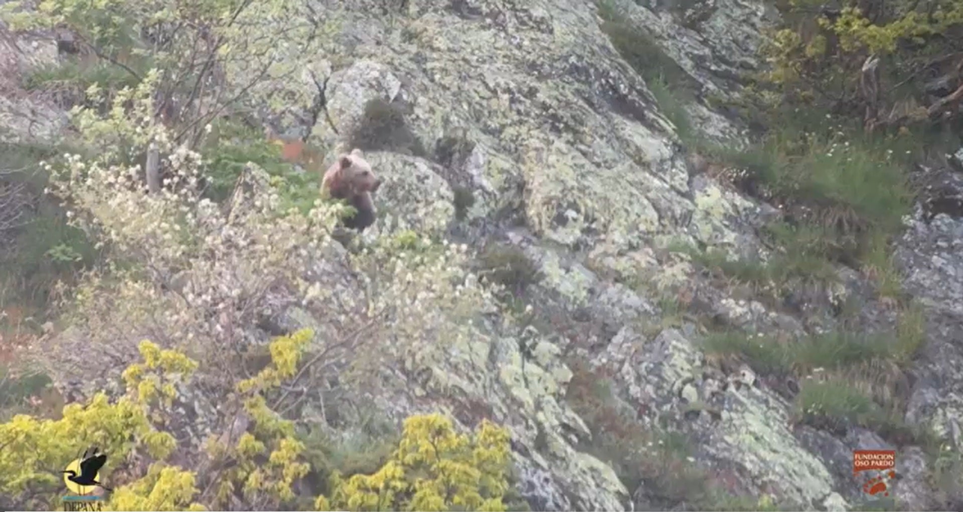 Un dels ossos enregistrats | DEPANA