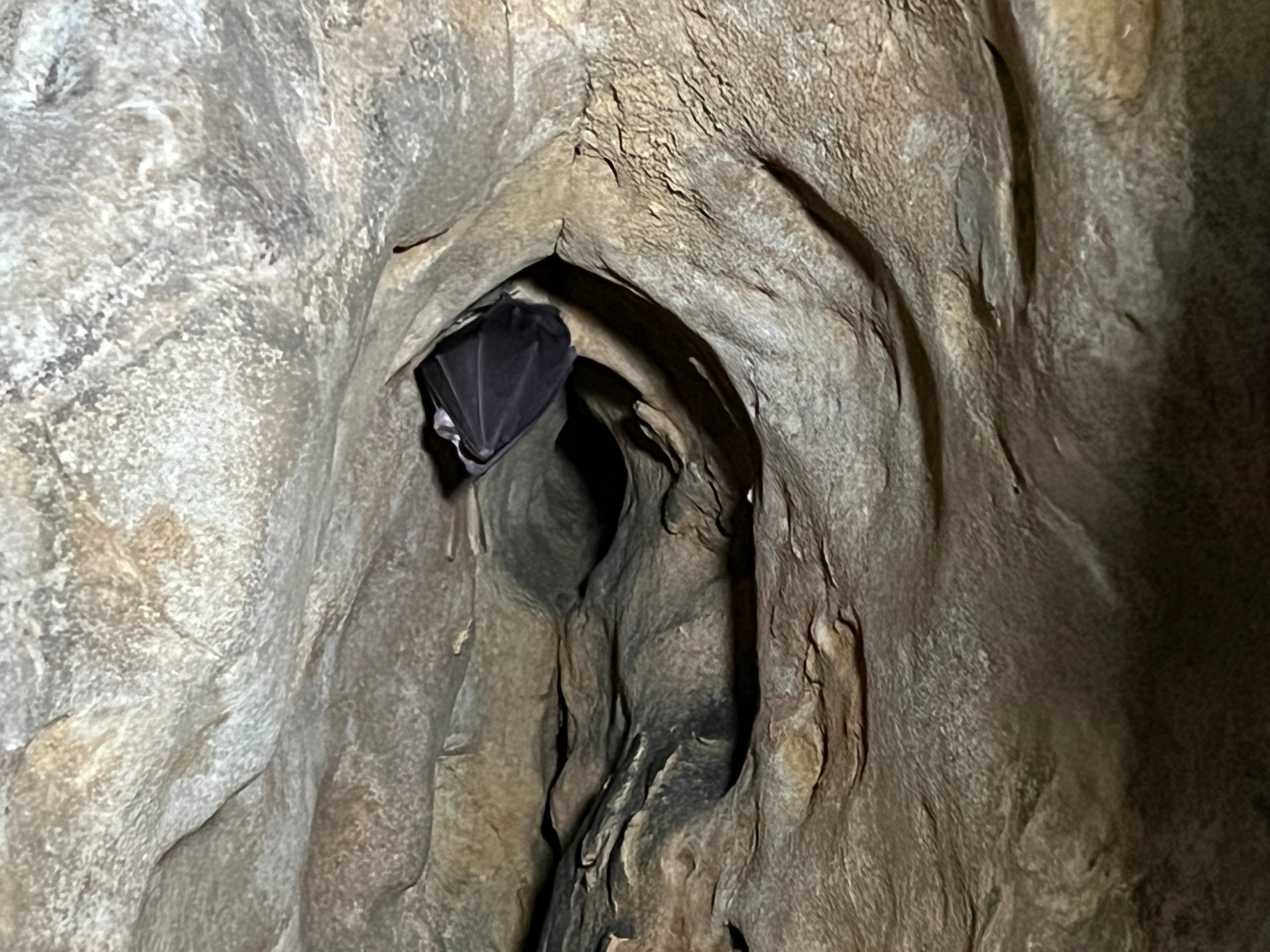 Imatge d'arxiu d'un ratpenat agafat a una roca / ACN