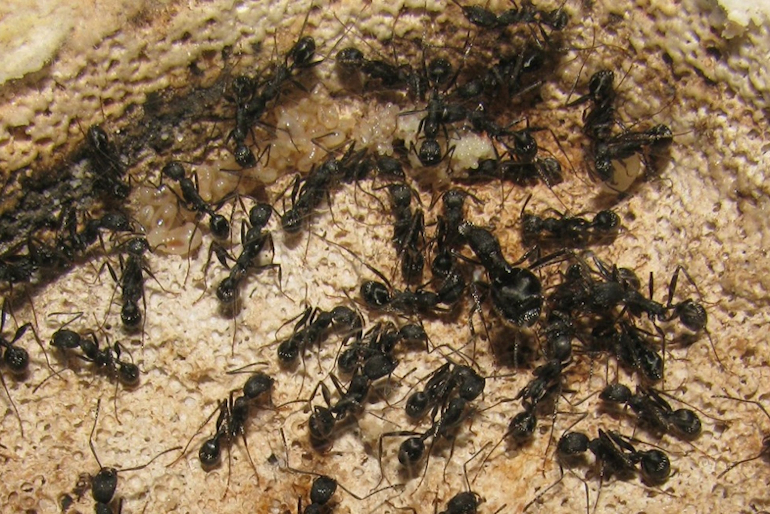 El estudio del CEAB-CSIC ha analizado el comportamiento de las hormigas Aphaenogaster senilis | Imagen cedida a la ACN por el CEAB