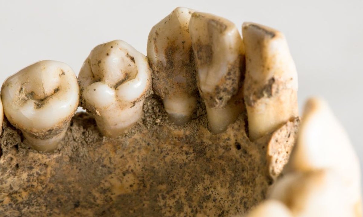 Dents prehistòriques | Universitat d'Oxford