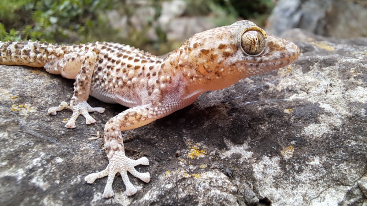 Dragonet terrestre de Guibé (Paroedura guibeae), un petit rèptil que habita als ecosistemes càlids de Madagascar | Lukas Kratochvíl / UAB