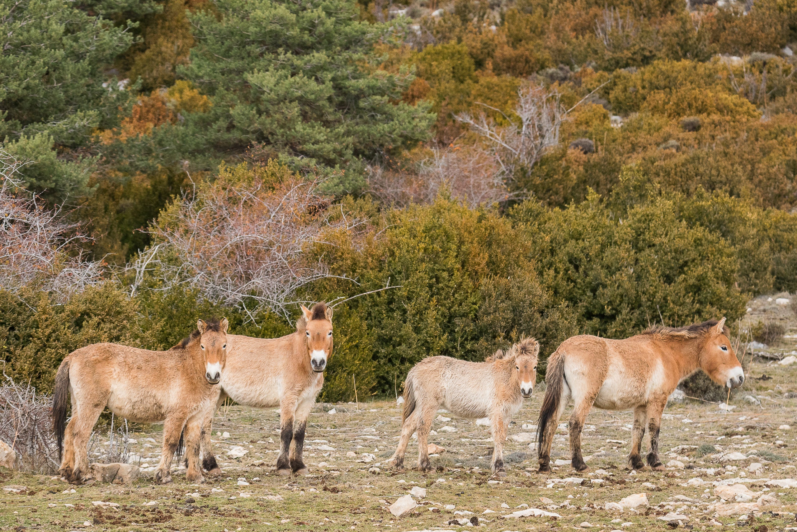 Caballos de Przewalski en la Reserva Nacional de Caza de Boumort. | Cedida a la ACN por Jordi Bartolomé (UAB)