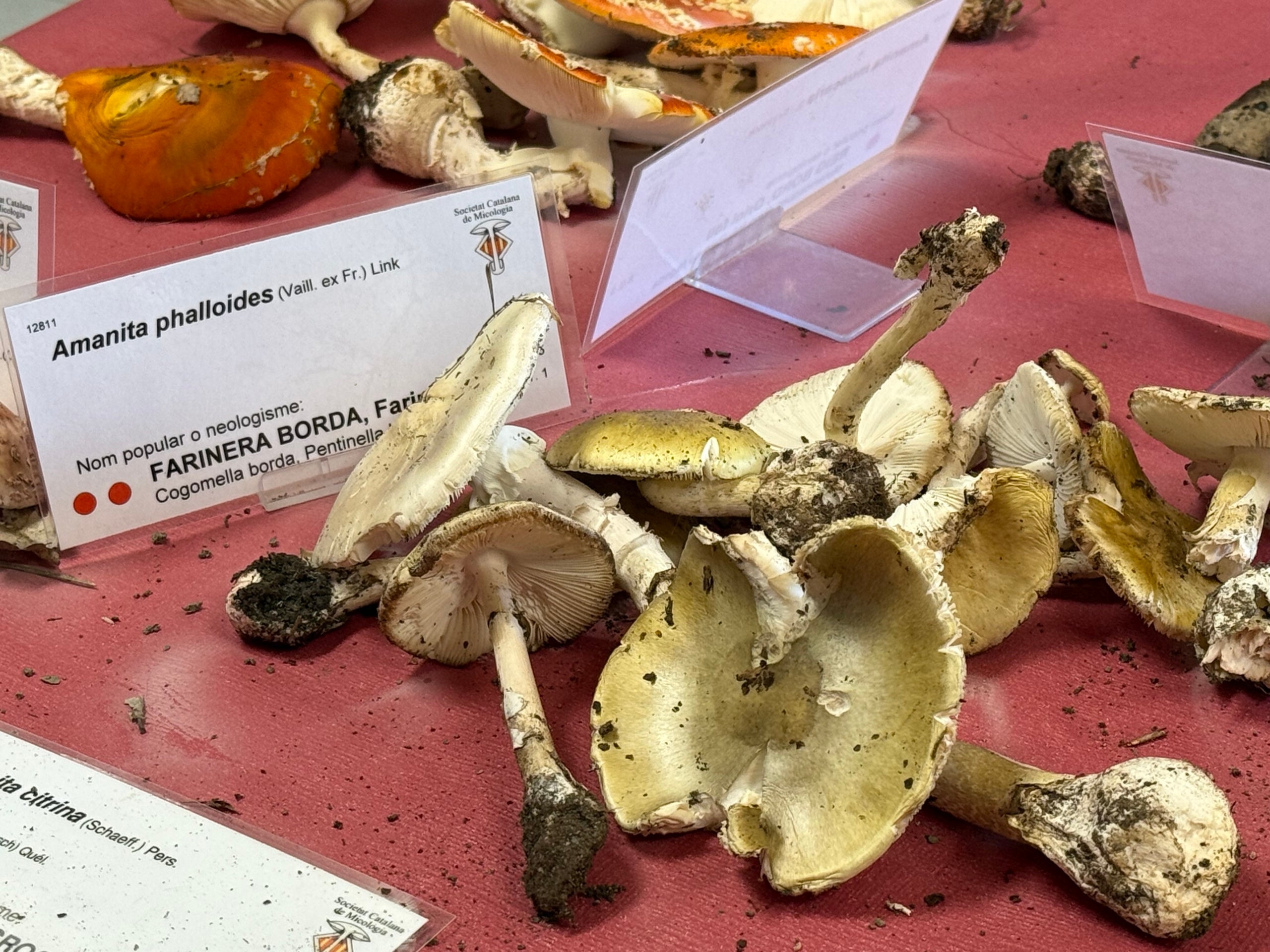 'Amanita phalloides' conocidas como Farinera Borda altamente tóxica y mortal, recogida por encima de los 1000 metros en el Parque Natural del Alt Pirineu. | Marta Lluvich (ACN)