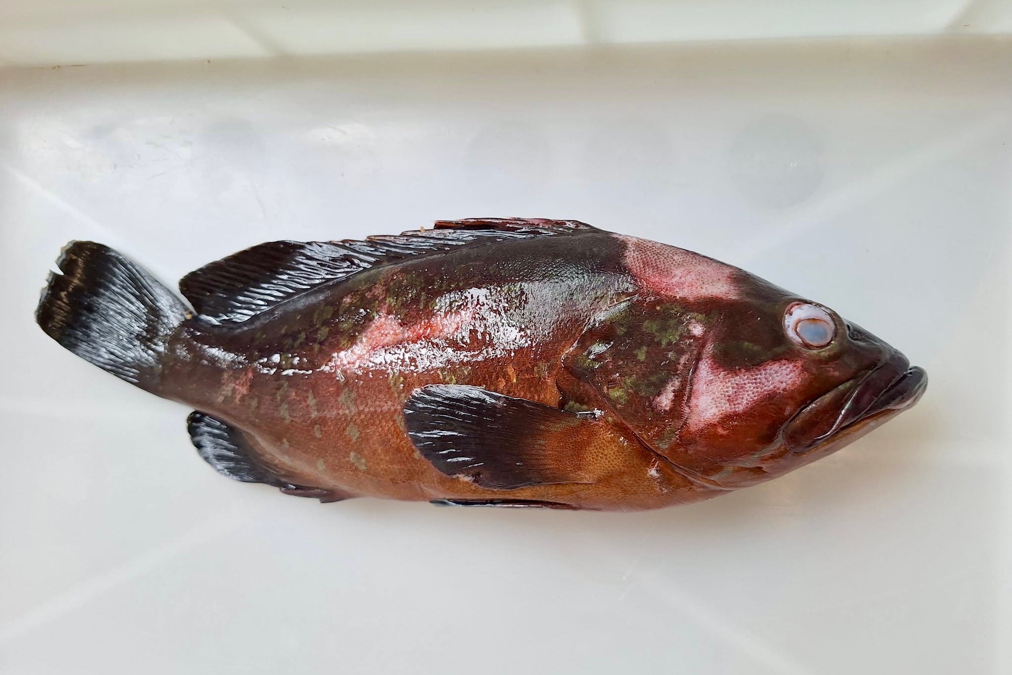 Un ejemplar de mero afectado por betanodavirus | UAB