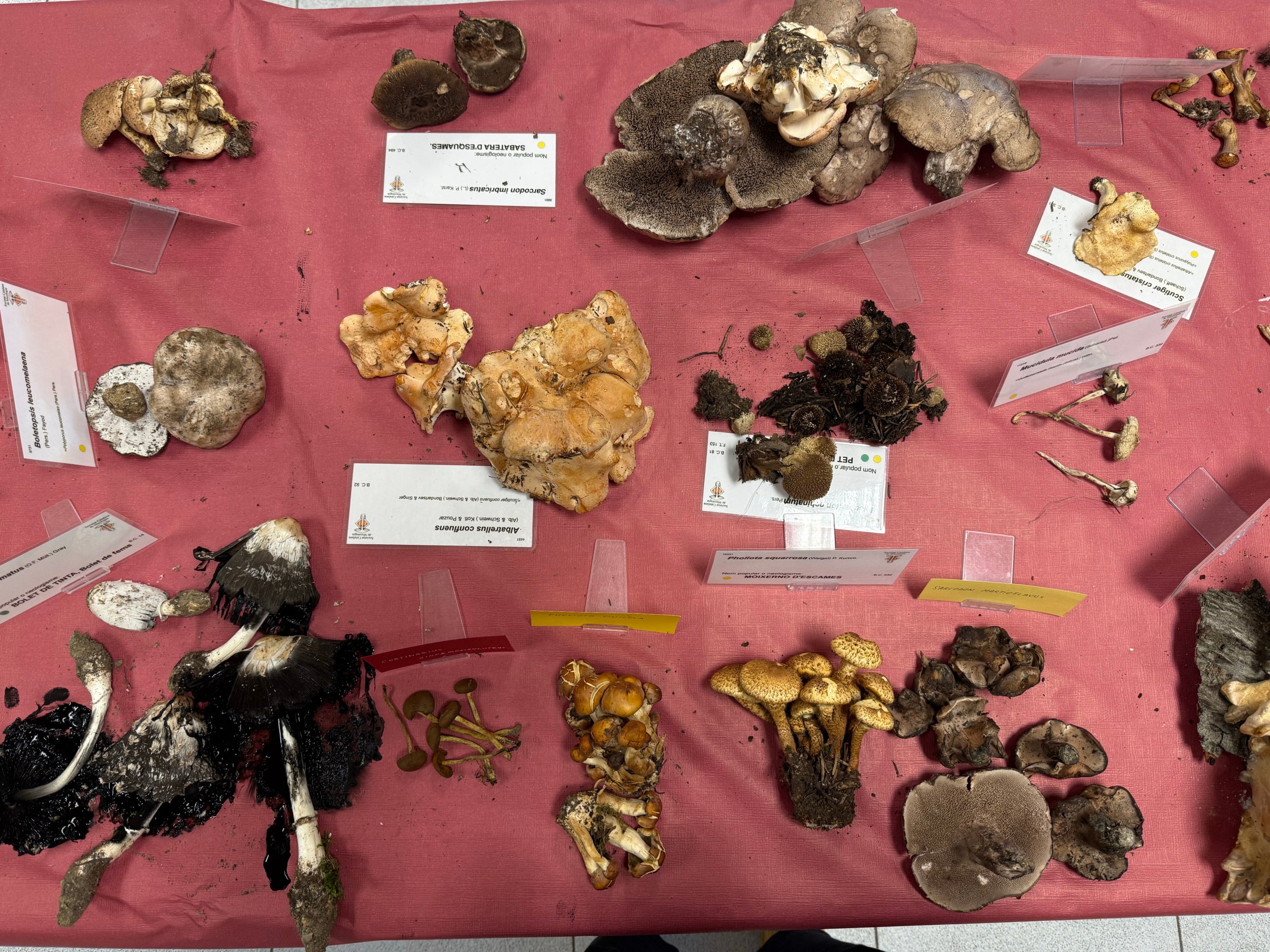Una muestra de la variedad de hongos encontrados en el Parque Natural del Alt Pirineu. | Marta Lluvich (ACN)