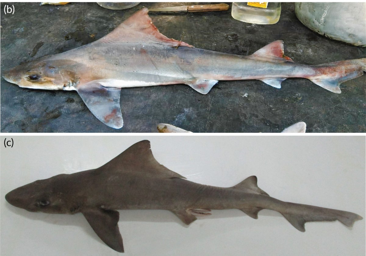  (b) femelles adultes [76,1 cm de longitud total (LT)] i (c) mascle adult (73 cm LT) exemplars de G. filewoodi capturats prop de la desembocadura del riu Gogol. | Journal of fish biology