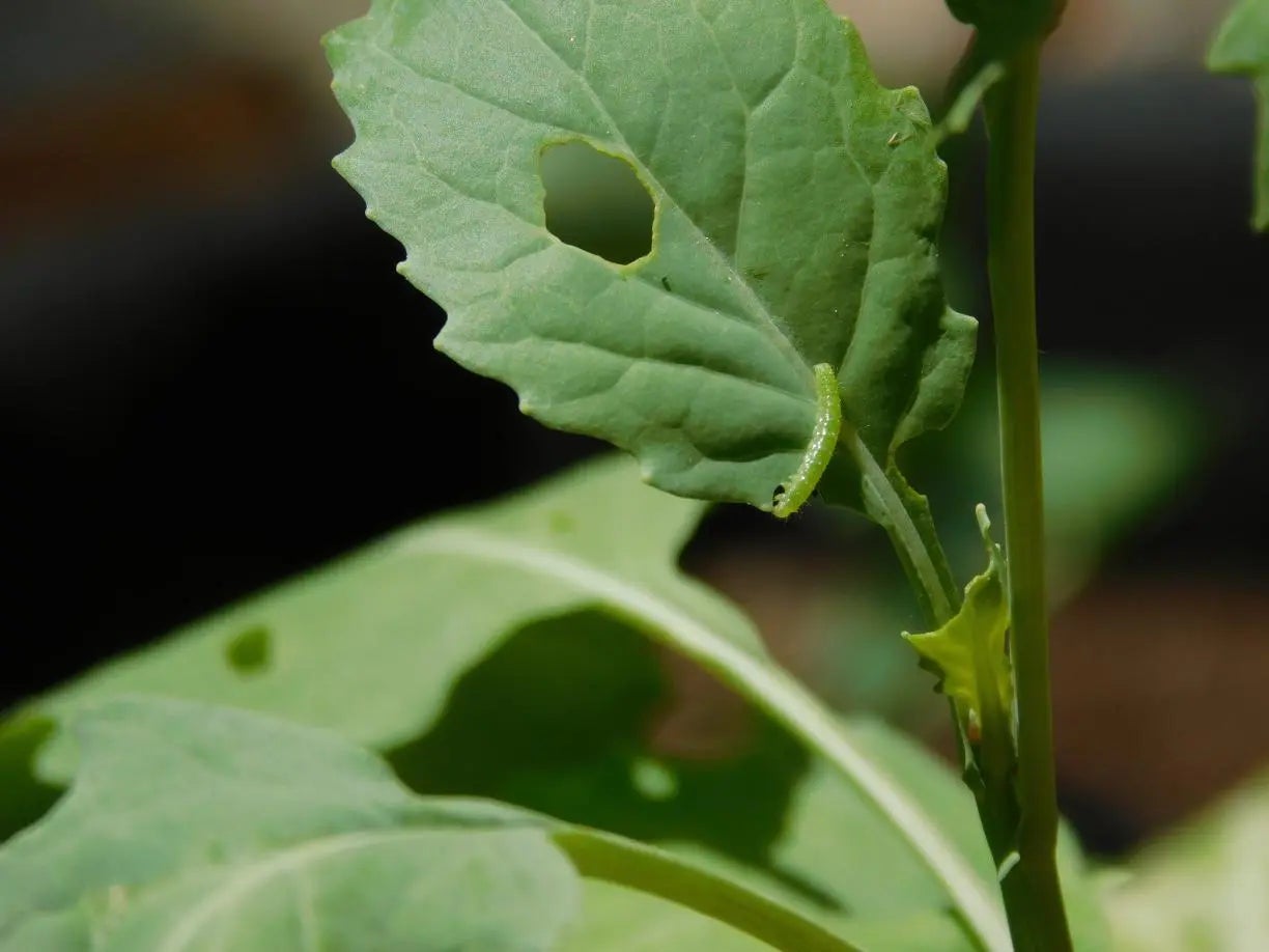 Larva de Pieris rapae alimentant-se_Autoria_Maria Vives