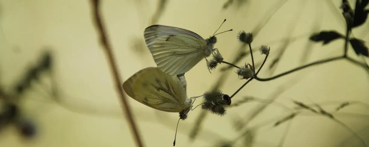 Pieris napi blanqueta perfumada (Pieris napi) al Riu Llobregat. Autoria: Jordi Casals. | CREAF
