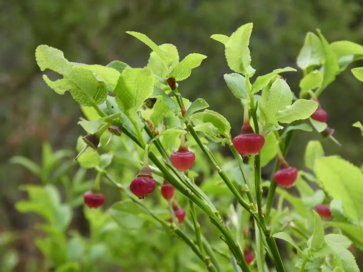 El arbusto Vaccinium Myrtillius (arándano europeo) | Mariana García Criado (CREAF)