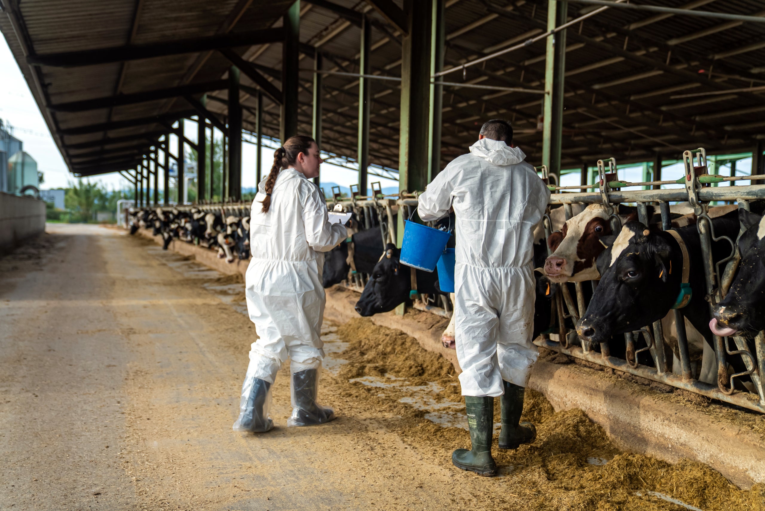 Los equipos de veterinarios están vacunando contra la dermatitis a las vacas más cercanas a los focos detectados | Cedida por el Departamento de Agricultura