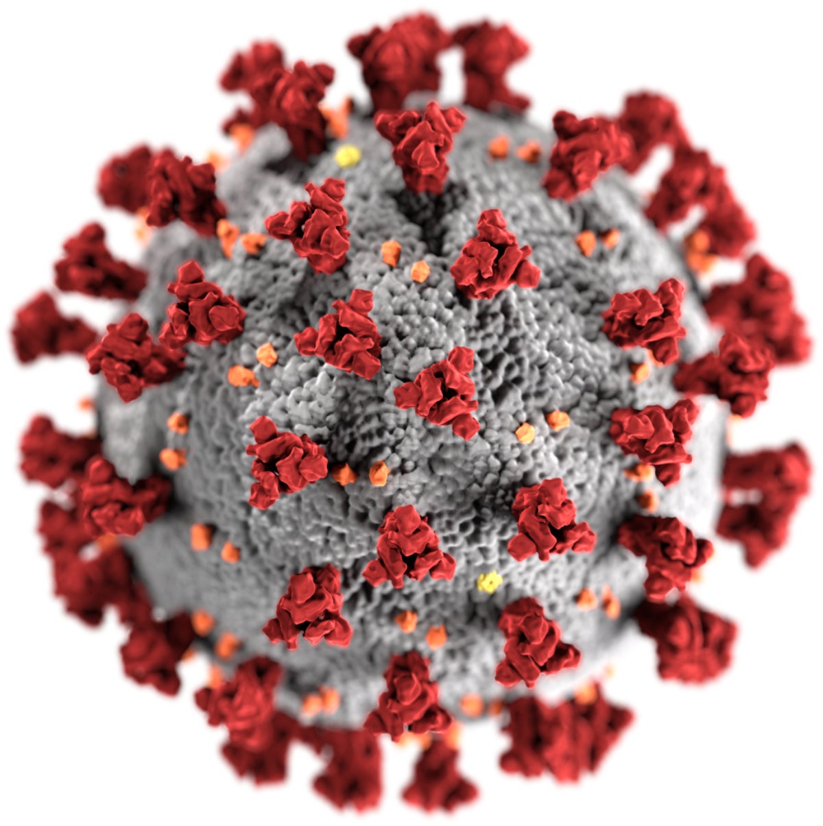 Esta ilustración, creada en los Centros para el Control y la Prevención de Enfermedades (CDC), revela la morfología ultraestructural expuesta por los coronavirus. Observen las espigas que adornan la superficie exterior del virus, que otorgan el aspecto de una corona que rodea al virión, cuando se ve electrónicamente microscópicamente. Un nuevo coronavirus, llamado Severe Acute Respiratory Syndrome coronavirus 2 (SARS-CoV-2), fue identificado como la causa de un brote de enfermedad respiratoria detectado por primera vez en Wuhan, China en 2019. La enfermedad causada por este virus ha sido llamada enfermedad del coronavirus 2019 (COVID-19). | Wikimedia Commons