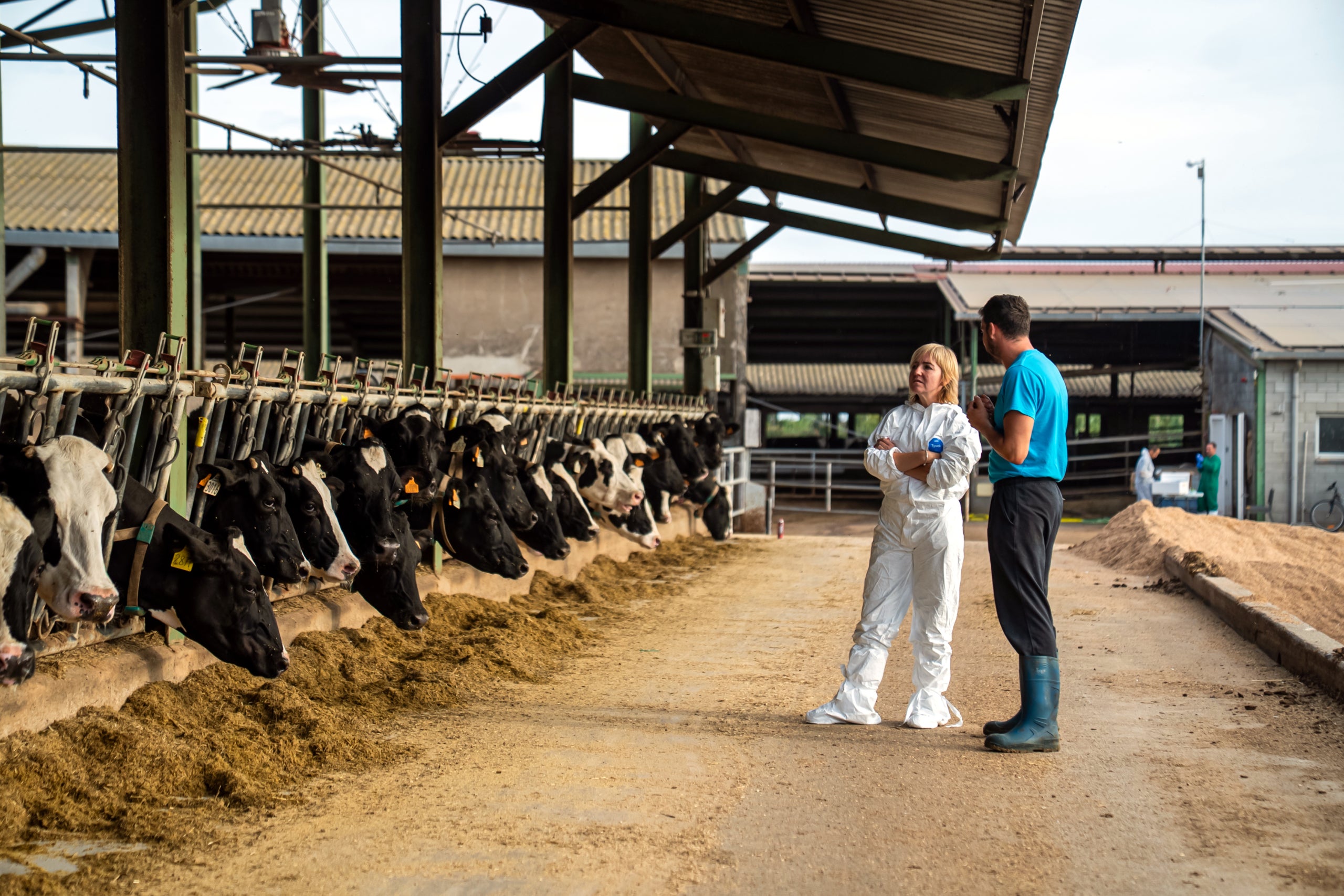 Una de las explotaciones donde se ha inyectado la vacuna contra la dermatosis | Cedida por el Departamento de Agricultura