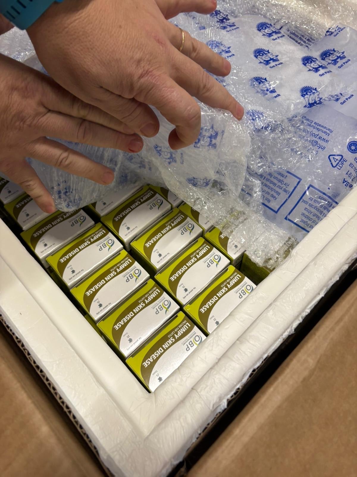 Imatge de vacunes contra la dermatosi nodular contagiosa difosa pel conseller d'Agricultura, Òscar Ordeig, a través de les xarxes socials | @oscarordeig