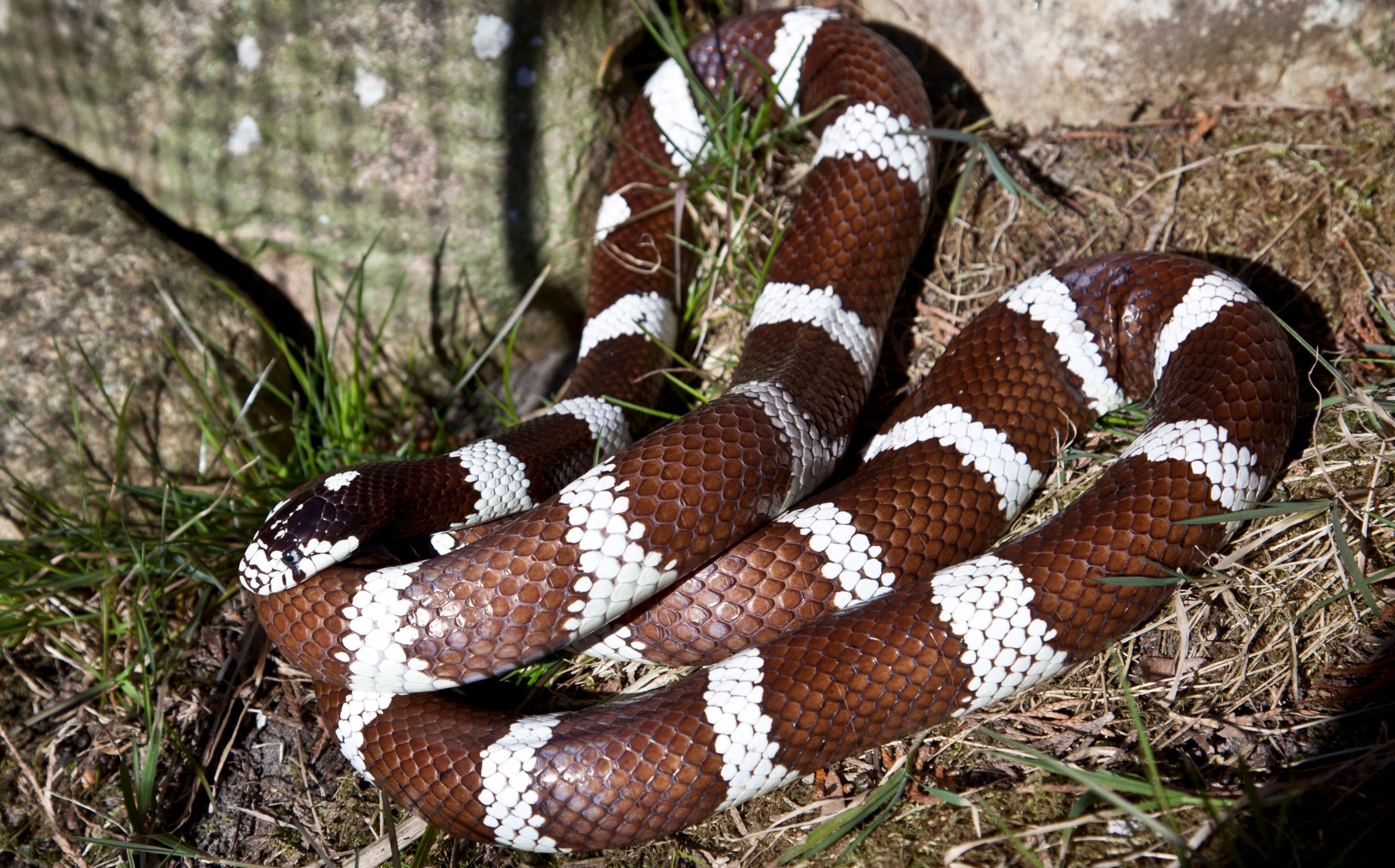 Un exemplar de Lampropeltis californiae | Wikimedia Commons