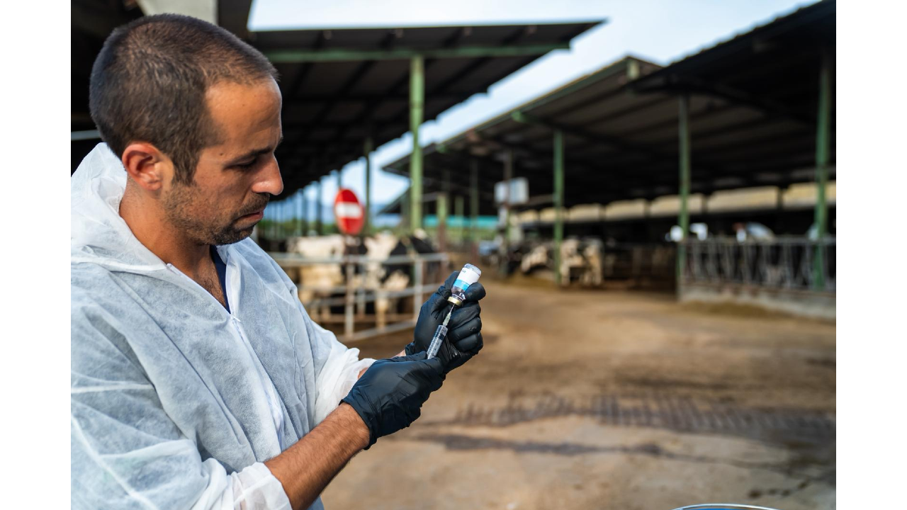 Un veterinari amb la vacuna que subministrarà al bestiar de l'Alt Empordà contra la Dermatosi Nodular Contagiosa | Departament d'Agricultura