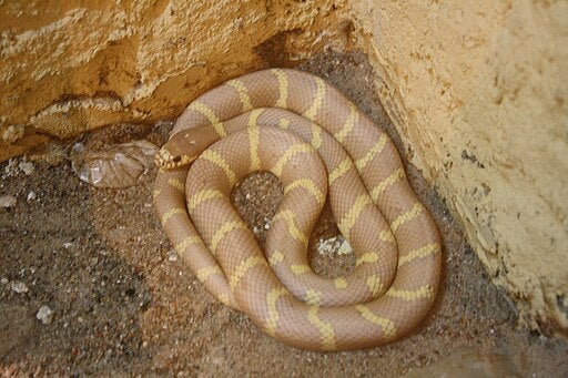 Un exemplar de Lampropeltis californiae | Wikimedia Commons